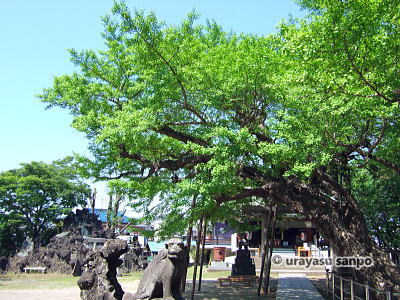 豊受神社の大銀杏