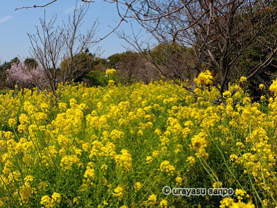 弁天ふれあいの森公園
