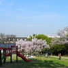中央公園
