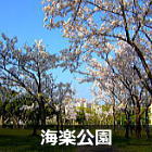 浦安 海楽公園の桜
