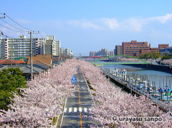 境川沿い（中町）