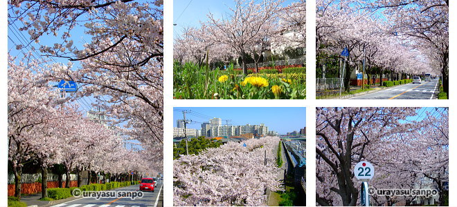 境川の桜並木（中町）