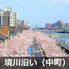 浦安 境川沿いの桜並木