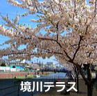 浦安 境川テラスの桜