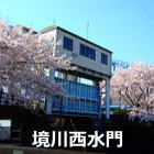 浦安 境川西水門の桜