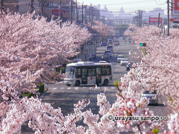 さくら通りの桜並木