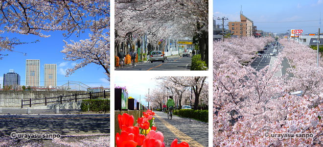 さくら通りの桜並木