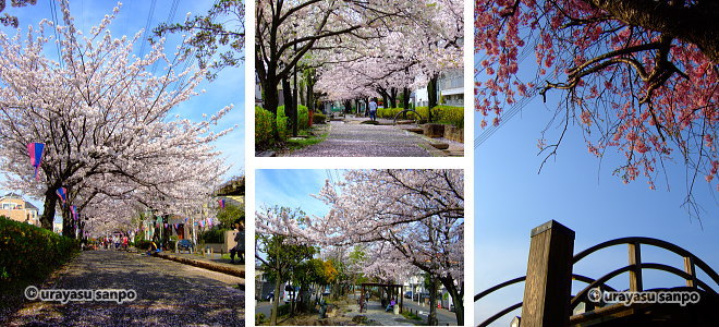 しおかぜ緑道の桜トンネル