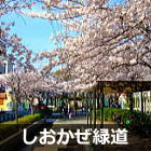 浦安 しおかぜ緑道の桜