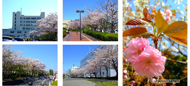 市役所周辺の八重桜