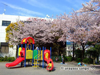 当代島児童公園の桜