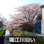 浦安 堀江川沿いの桜