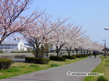 境川沿い（新町）