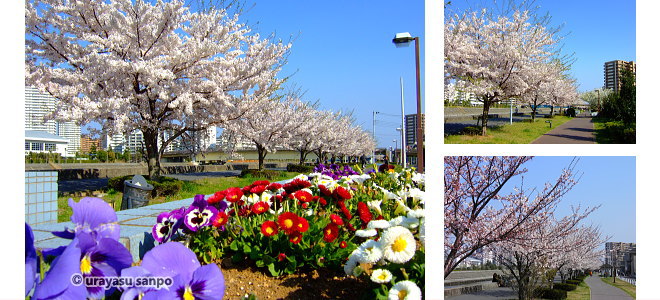 境川沿いの桜並木（新町）