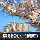 浦安 境川沿いの桜並木