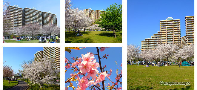 高洲中央公園の桜