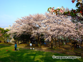 中央公園の桜