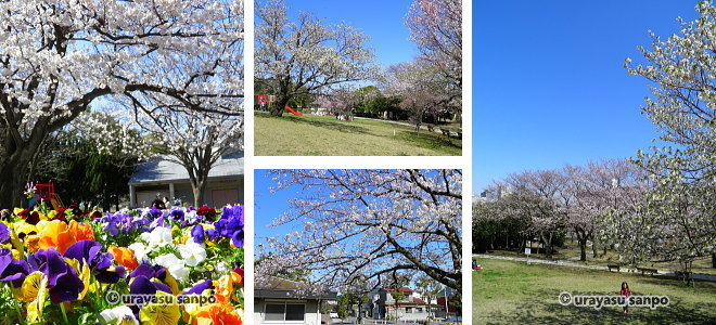 中央公園の桜