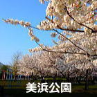 浦安 美浜公園の桜