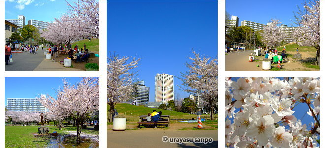 若潮公園の桜