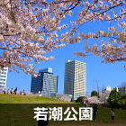 浦安 若潮公園の桜