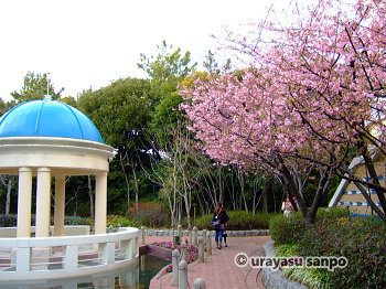 イクスピアリの河津桜