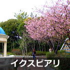 浦安 イクスピアリの河津桜