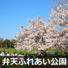 浦安 弁天ふれあい公園の桜