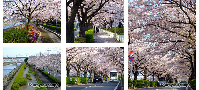見明川沿いの桜並木