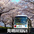 浦安 見明川沿いの桜