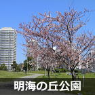 浦安 明海の丘公園の桜