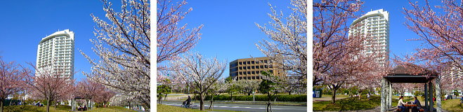 明海大学周辺の桜