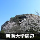 浦安 明海大学の桜