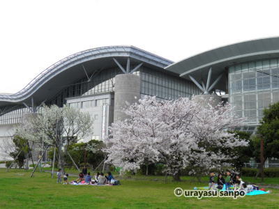 浦安運動公園の桜