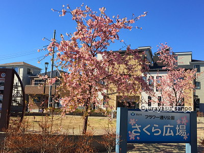 さくら広場