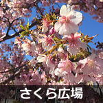 さくら広場