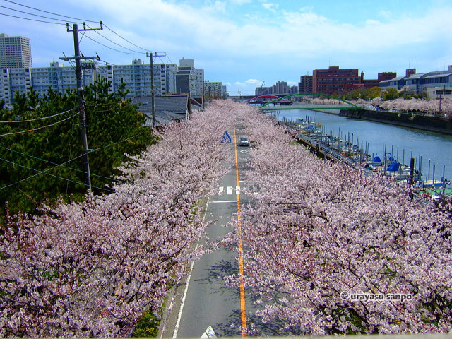 境川沿い（中町）