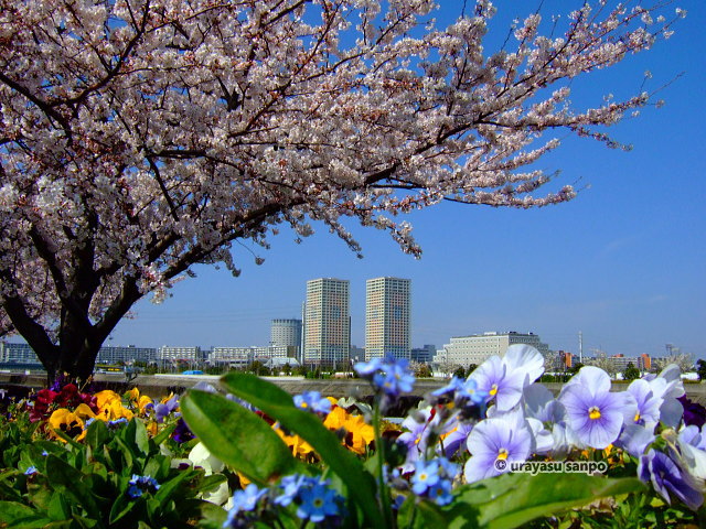 境川沿い（新町）