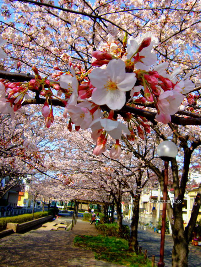 しおかぜ緑道の桜トンネル