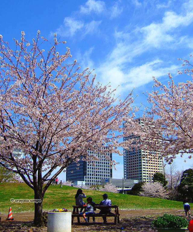 若潮公園の桜