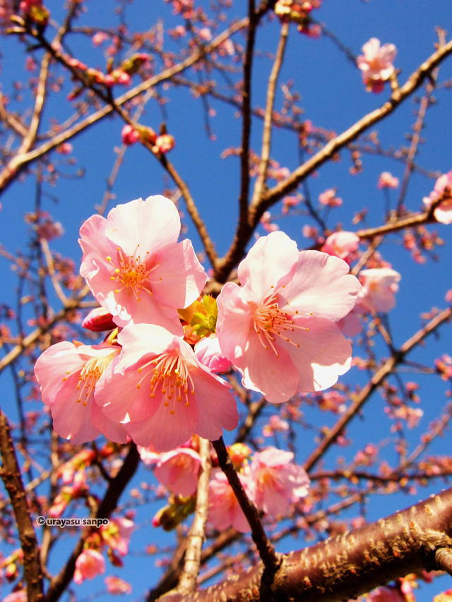 高洲中央公園の桜