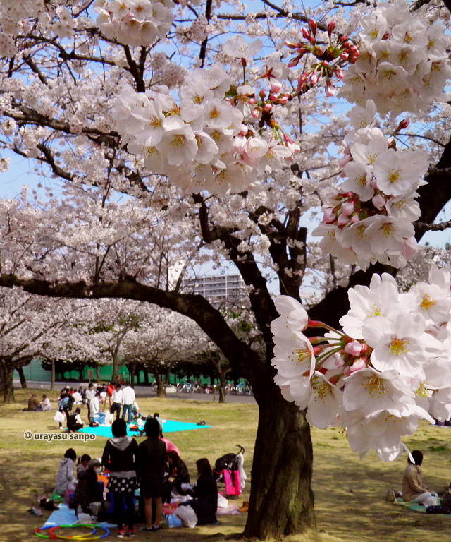 中央公園の桜