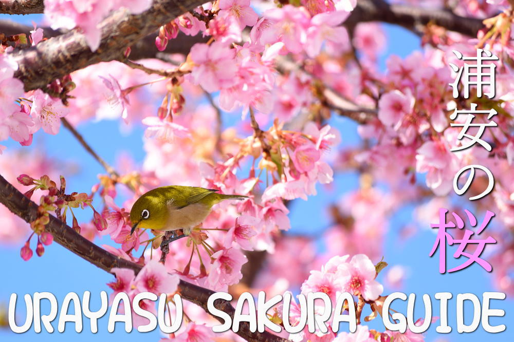 浦安の桜　新浦安駅周辺