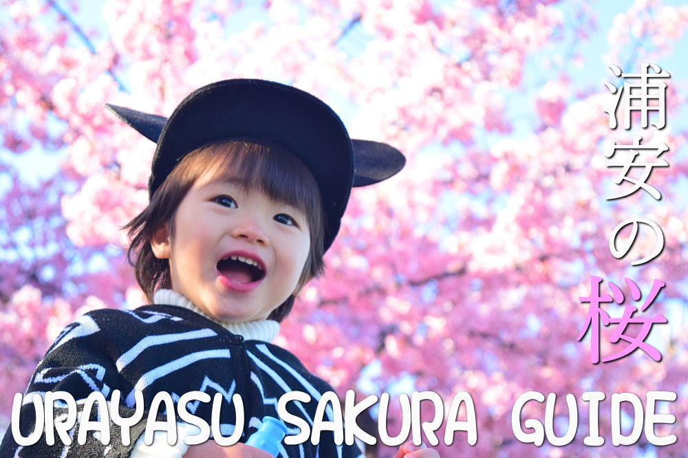 浦安の桜　舞浜駅周辺の桜