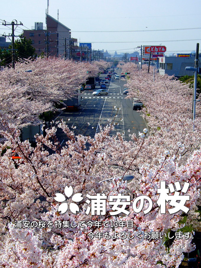 浦安の桜