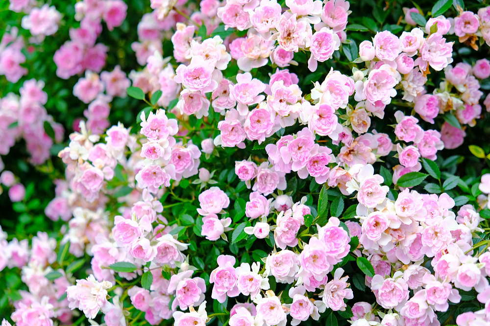 浦安植木まつり