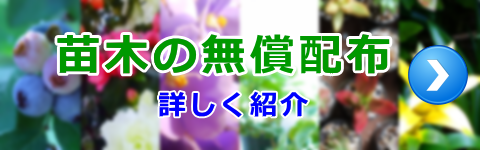 浦安植木まつり無償配布
