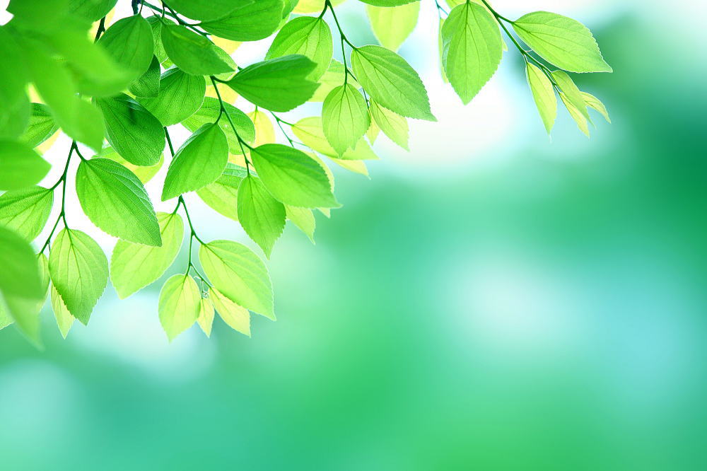 浦安駅からハイキング