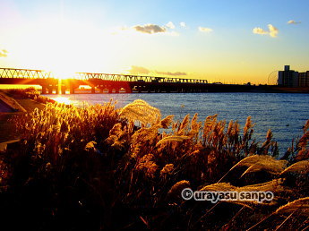 旧江戸川テラスのススキ