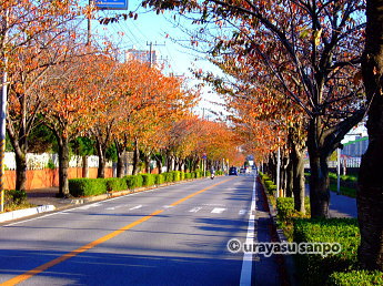 境川沿い　桜並木の紅葉